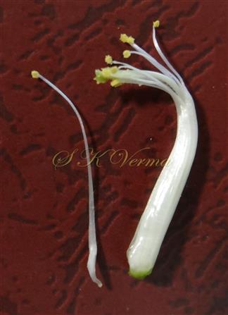  Stamens